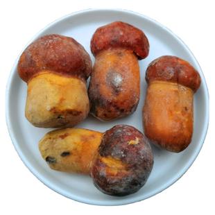 新鲜野生黄牛肝菌 速冻冰鲜 黄癞头 云南楚雄土特产蘑菇 肉厚味美