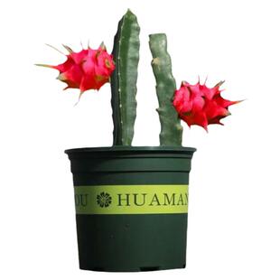 台湾软支大红火龙果苗特大果多汁当年结果四季盆栽南北方庭院种植