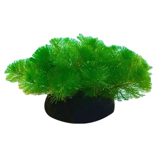懒人坨水草沉水型淡水绿植新手易养鱼缸造景装饰专用活体植物水草