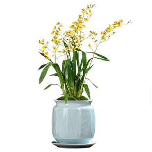 文心兰盆栽带花苞香水味梦香兰花苗浓香花卉水培植物办公室内鲜花