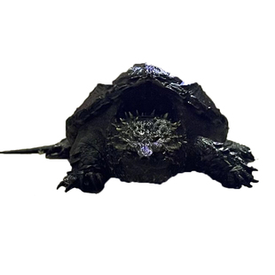 原种鳄龟爆刺鳄鱼龟幼苗北美杂佛鳄龟活物北美小鳄龟乌龟宠物