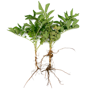 仙鹤草苗易成活宫寒龙芽肾草脱力龙牙草蔷薇科委陵菜属龙芽草种子