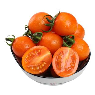 海边盐碱地金玲珑小番茄黄色圣女果小西红柿新鲜孕妇水果顺丰包邮