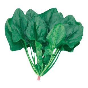 大叶菠菜籽种耐寒红根菠菜种子阳台盆栽农家秋冬青菜种籽蔬菜种孑