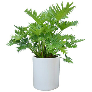 春羽盆栽春雨龙鳞室内办公室客厅书房大型观叶绿植净化空气植物