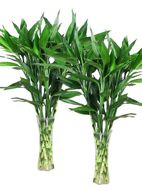 富贵竹水培植物客厅招财花卉绿植室内盆栽观音竹带根转运竹发财竹