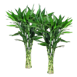 富贵竹水培植物客厅招财花卉绿植室内盆栽观音竹带根转运竹发财竹