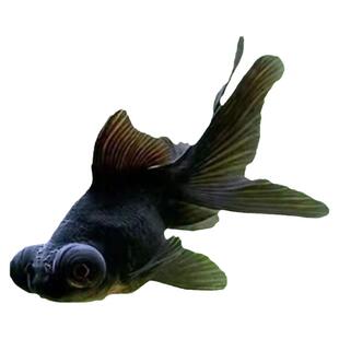 镇宅金鱼黑龙睛金鱼观赏鱼大眼睛鱼灯笼眼冷水耐寒淡水鱼苗活体鱼