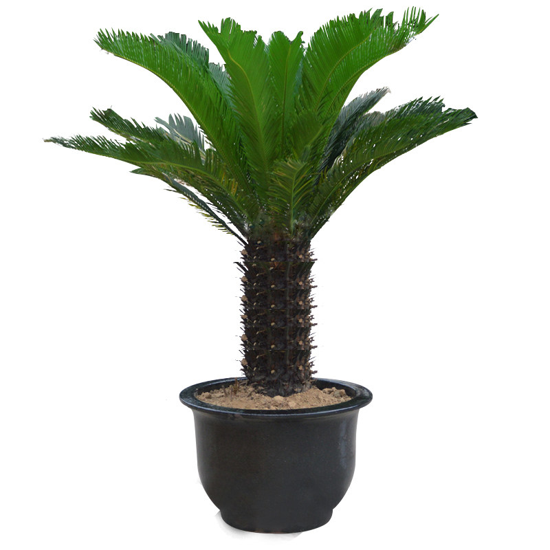 绿植室外大型苏州南京同城盆栽