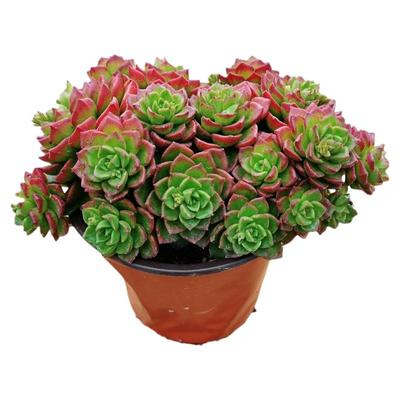 火焰蒂亚多肉植物群生绿植盆栽