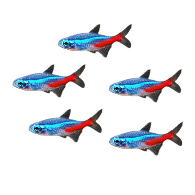 红绿灯鱼超爱群游好养热带观赏鱼