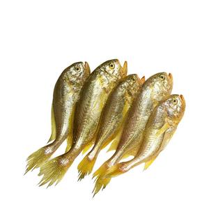 【鲜谏】正宗舟山流网梅童鱼特大 1斤9-11条顶梅非冷冻精品鲜鱼