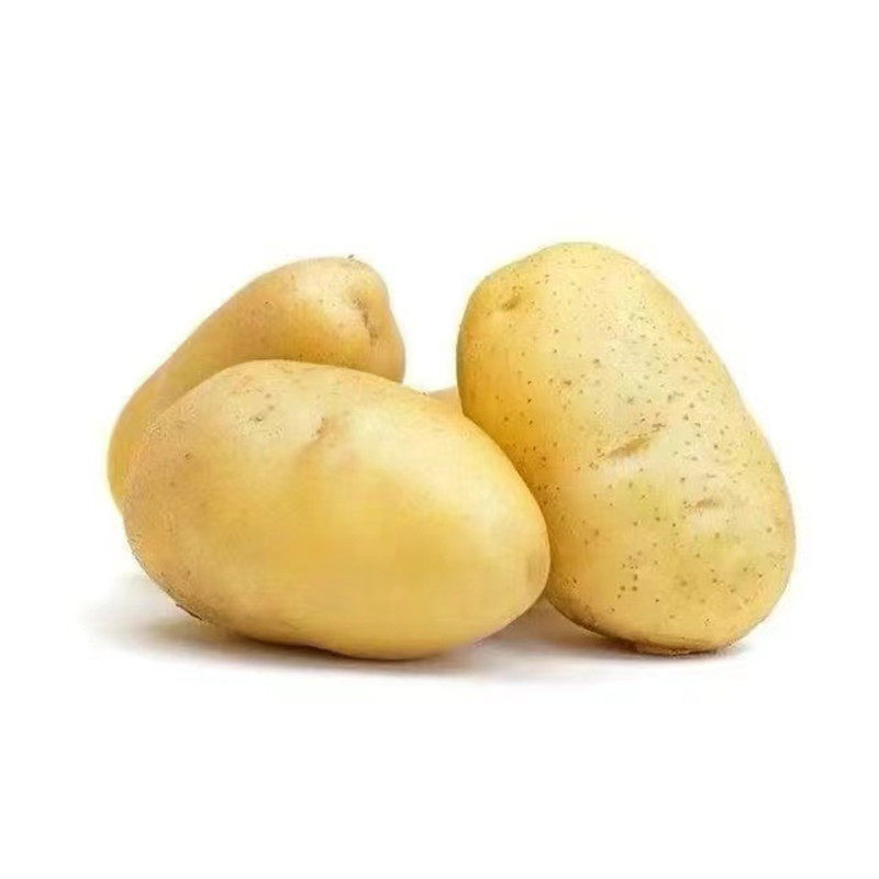 黄心黄皮带芽土豆种子高产原种