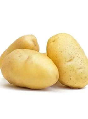 黄心黄皮带芽土豆种子高产原种