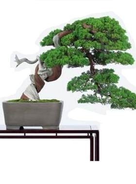 日本进口松柏名贵盆景