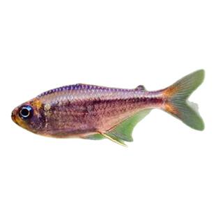 皇室青魔鬼灯鱼南美灯鱼热带观赏鱼可卡灯电光蝴蝶凯蒂蓝凯瑞群游