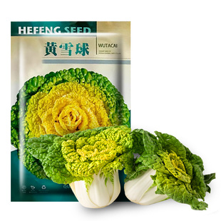 黄心乌塌菜种子秋冬四季乌塔菜种籽菊花白菜蔬菜孑踏雪黄心乌菜籽