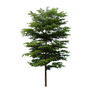 小叶榄仁树苗榄仁树树苗观叶子树种四季常绿庭院层次感风景雨伞树