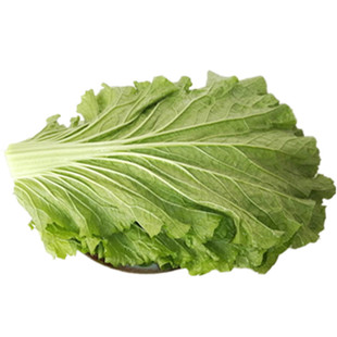 东北新鲜白菜叶子饭包叶大白菜叶蔬菜白菜叶蘸酱菜包邮顺丰