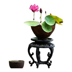 永州周劲松家合集楼顶庭院露阳台小微型盆栽碗莲荷花根茎种藕苗卉