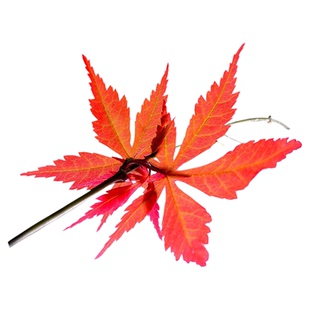 虹越红枫树嫁接苗红舞姬约旦赛娜园林花园庭院盆栽多年生乔木观叶