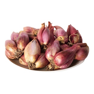 红葱头红根小香葱种子葱籽葱头葱种籽四季火葱头种葱子蔬菜种头孑