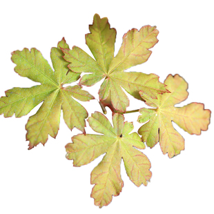 【日本枫树】向山谷锦秋黄色叶枫树耐阴小乔木花园日式庭院花园鳗