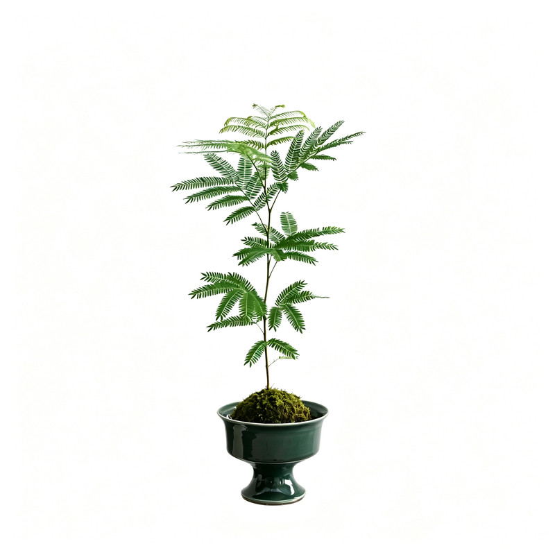密叶猴耳环苔藓球室内好养盆景
