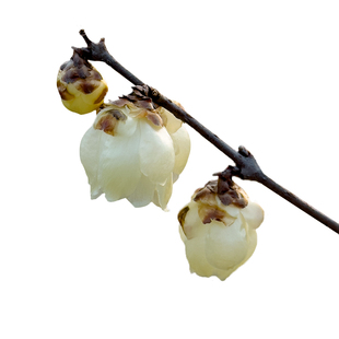 一物一拍鄢陵腊梅【玉荷】素心浓香蜡梅盆栽景树苗带花阳台包对版