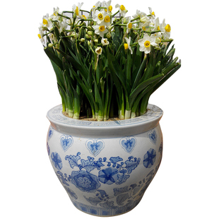 正宗漳州水仙花种球特级郁金香种子大球冬季花卉风信子水培植物