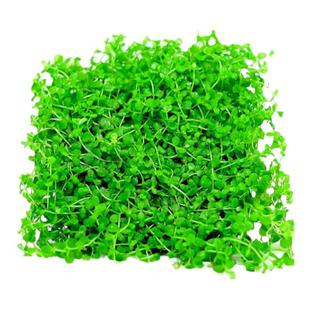 鱼缸草坪前景草活体水草爬地日本矮珍珠迷你矮牛毛叉柱花挖耳天湖
