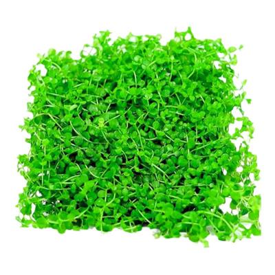 前景草合集鱼缸活体珍珠迷你