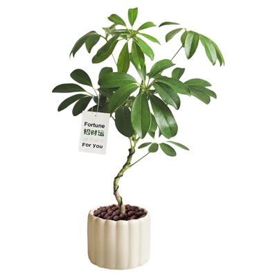 造型鸭脚木盆栽绿植八方来财摆件