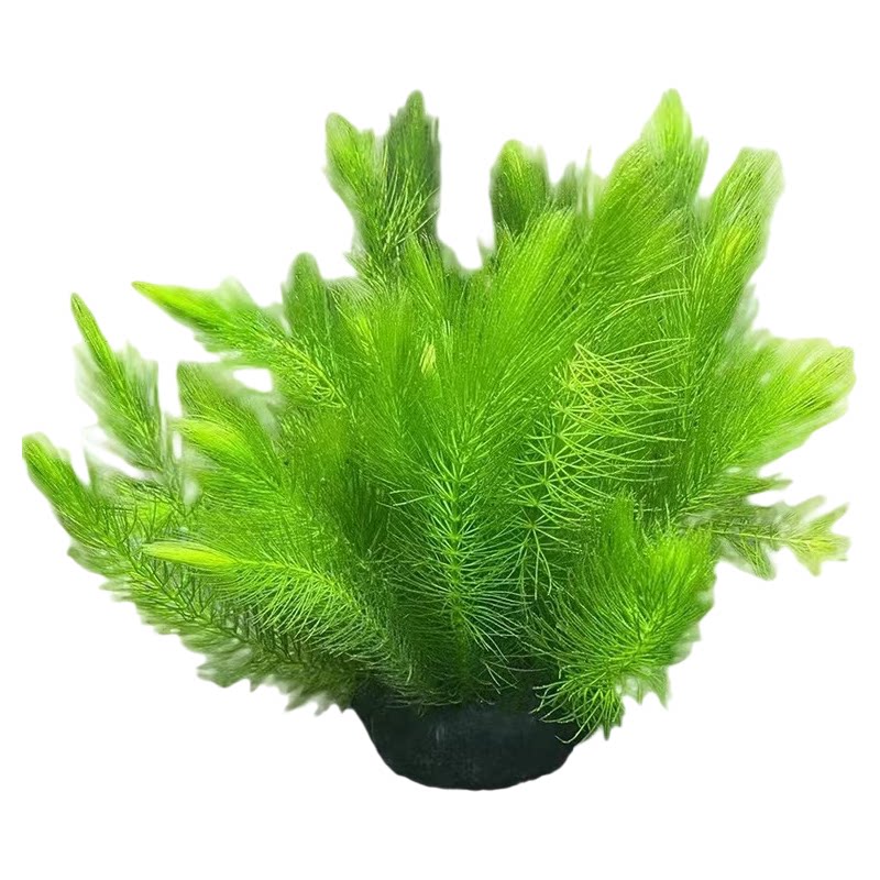 水草简单易养净化水质真水草