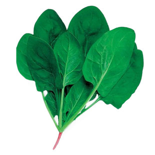 小叶菠菜种子小尖叶土菠菜家庭种植地道农家味老品种蔬菜种子大全