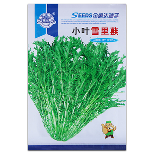 雪里红种子秋冬播种菜园腌制雪菜九头鸟大小细叶雪里蕻蔬菜种籽种