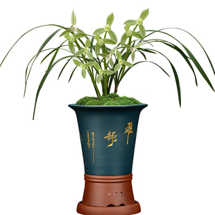 兰花新品素心兰 春剑隆昌素 冬带浓香花苞出售花卉苗绿植盆栽