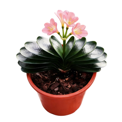 长春正道君子兰盆栽粉花短叶宝莲