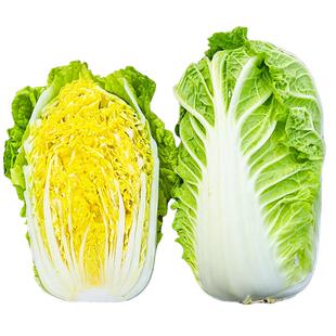 黄心白菜种子老品种早熟好吃高产夏阳耐热秋播大白菜种籽蔬菜种孑