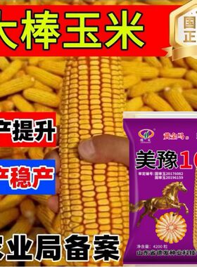 美豫168双胞胎国审红轴大棒玉米种紫杆矮杆抗倒抗病细轴硬质粒