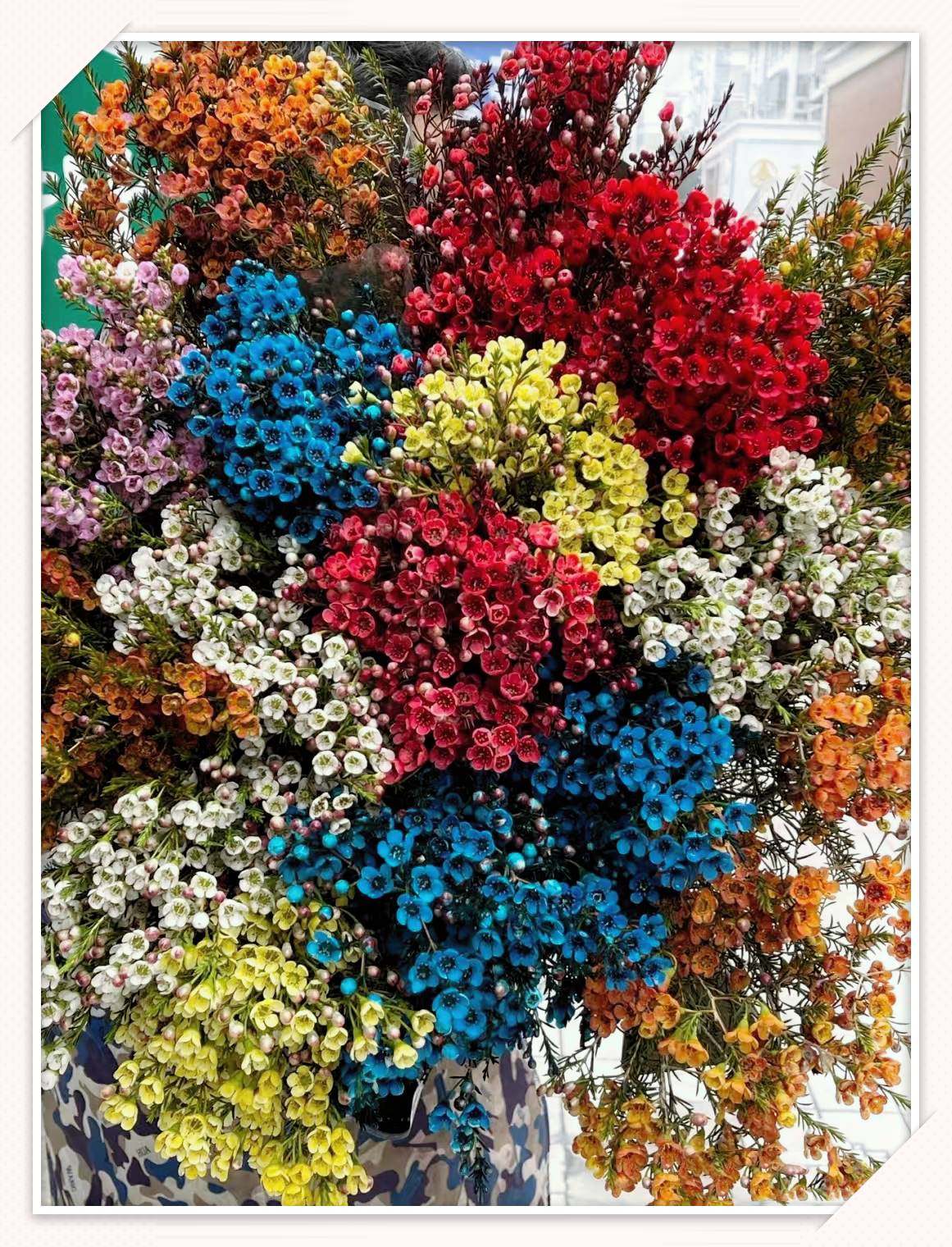 新品尝鲜澳洲腊梅平头大花,多种花色可自选混搭云南鲜花基地直发