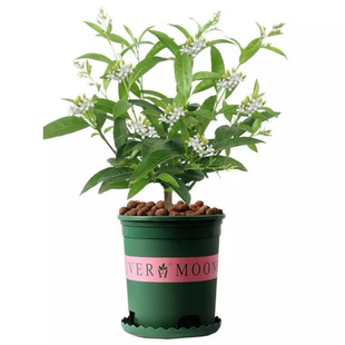 夜来香盆栽花树苗老桩带花苞室内外驱蚊花卉植物庭院阳台四季易活