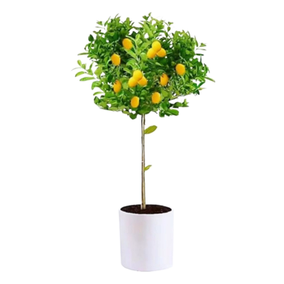 【广东基地】无籽可食用香水柠檬