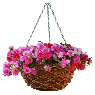 虹越萌吖吖太阳花种子花卉大花马齿苋半枝莲凤仙花家庭阳台种植