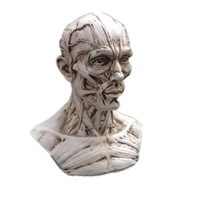 人体头部素描速写骷髅结构模型