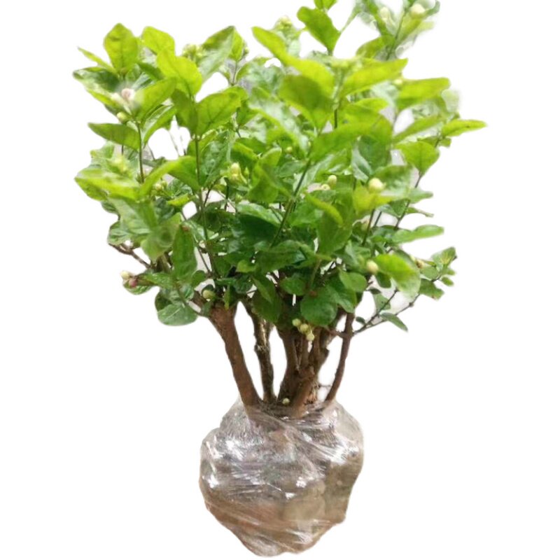 盆栽绿植阳台横县茉莉茉莉花苗