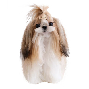 西施犬狗品相鉴定师品种鉴别韩版小体西施帕恰花对开花西施犬鉴定