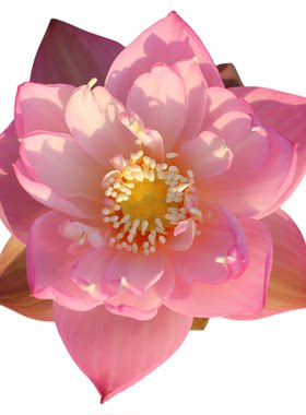新品种《桃妃嫣》微莲苑姜永慧