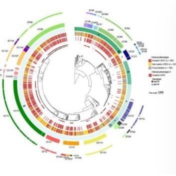 代做基于全基因组、snp分析以及绘制生物进化树图,及数据展示