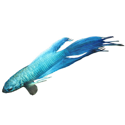 老陈斗鱼国斗淡水好养小型冷水